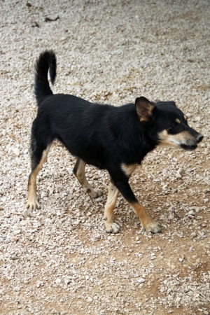 Katja Mischlingshündin Mischling Hündin sucht Zuhause oder Pflegestelle Bild 2