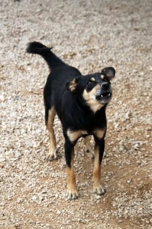 Katja Mischlingshündin Mischling Hündin sucht Zuhause oder Pflegestelle Bild 5