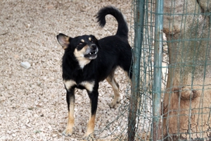 Katja Mischlingshündin Mischling Hündin sucht Zuhause oder Pflegestelle Bild 10