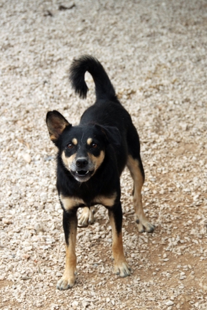 Katja Mischlingshündin Mischling Hündin sucht Zuhause oder Pflegestelle Bild 4