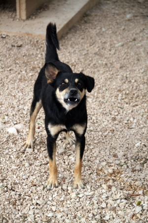 Katja Mischlingshündin Mischling Hündin sucht Zuhause oder Pflegestelle Bild 12