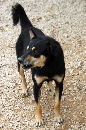 Katja Mischlingshündin Mischling Hündin sucht Zuhause oder Pflegestelle Bild 11