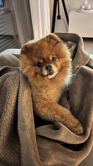 Pomeranian Deckrüde Teddy Bild 1
