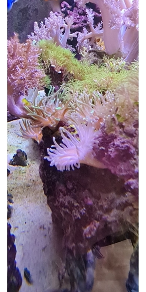 Anemone Bild 2