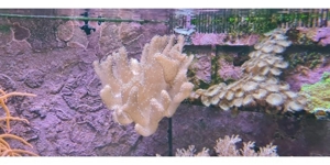 Finger Leder Koralle Meerwasser  Bild 2