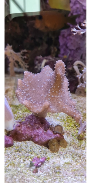 Finger Leder Koralle Meerwasser  Bild 3