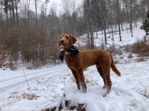 Großpudel   Königspudel Deckrüde (kein Verkauf) Bild 5