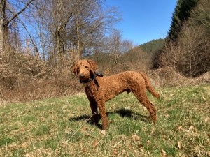 Großpudel   Königspudel Deckrüde (kein Verkauf) Bild 4