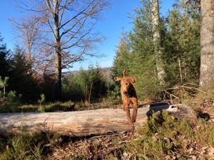 Großpudel   Königspudel Deckrüde (kein Verkauf) Bild 2