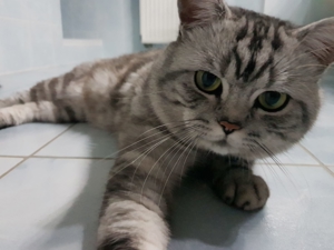 BKH - Silver Tabby Classic Deckkater Bild 7