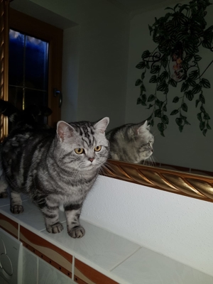BKH - Silver Tabby Classic Deckkater Bild 6