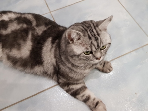 BKH - Silver Tabby Classic Deckkater Bild 4