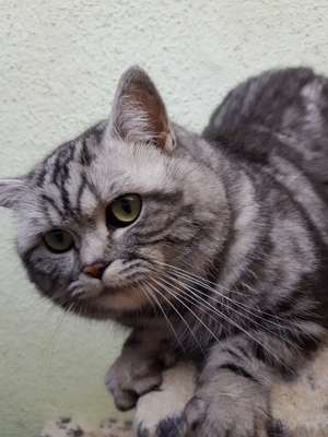 BKH - Silver Tabby Classic Deckkater Bild 5