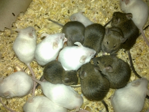 20 Mäuse groß lebend