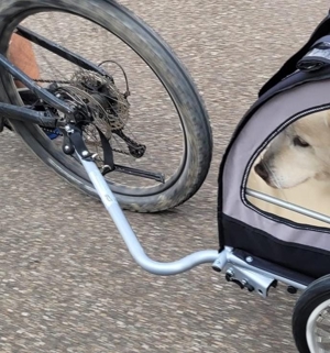Vermietung vom Fahrrad-Hundeanhänger Bild 2