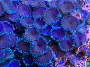 Palythoa Purple Death, Meerwasser, Korallen, Ableger Bild 1