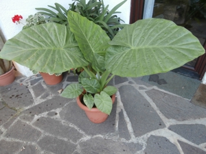 Kugelkaktus, Kakteen und Mediterrane Zimmerpflanzen, für Balkon, Garten, Büro+Bad günstig von Privat Bild 4