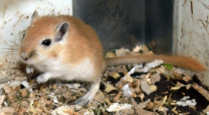 Mongolische Wüstenrennmaus Rennmäuse Bild 2