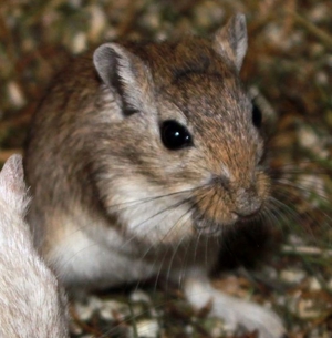 Mongolische Wüstenrennmaus Rennmäuse Bild 3