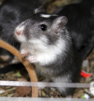 Mongolische Wüstenrennmaus Rennmäuse Bild 8
