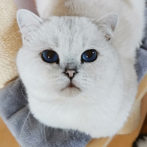 Bkh Deckkater World Champion Bild 6