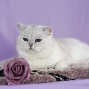 Bkh Deckkater World Champion Bild 3