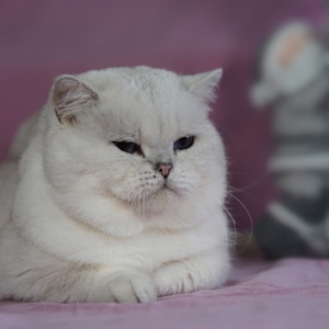 Bkh Deckkater World Champion Bild 5