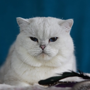 Bkh Deckkater World Champion Bild 4