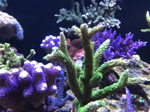 Verschiedene Korallenableger Bild 3