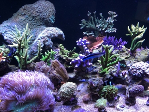 Verschiedene Korallenableger Bild 6