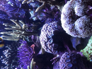 Verschiedene Korallenableger Bild 10