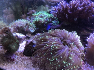 Verschiedene Korallenableger Bild 9