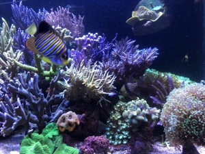 Verschiedene Korallenableger Bild 11