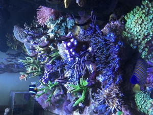 Verschiedene Korallenableger Bild 5