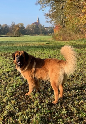 Deckrüde Germanischer Bärenhund   Doodle 