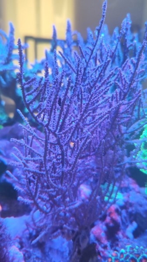 Meerwasser Aquarium Ableger Weichkorallen Keniabäumchen Anemonen Lederkorallen Anfängerkorallen Bild 6