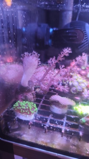 Meerwasser Aquarium Ableger Weichkorallen Keniabäumchen Anemonen Lederkorallen Anfängerkorallen Bild 8