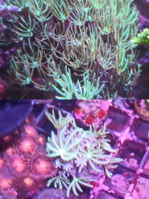 Meerwasser Aquarium Ableger Weichkorallen Keniabäumchen Anemonen Lederkorallen Anfängerkorallen Bild 2