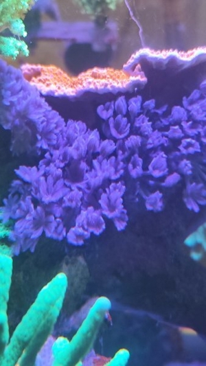 Meerwasser Aquarium Ableger Weichkorallen Keniabäumchen Anemonen Lederkorallen Anfängerkorallen Bild 5