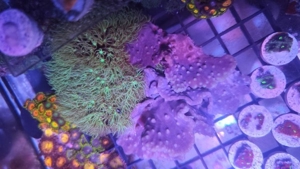 Meerwasser Aquarium Ableger Weichkorallen Keniabäumchen Anemonen Lederkorallen Anfängerkorallen Bild 7