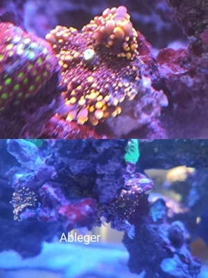 Meerwasser Aquarium Ableger Weichkorallen Keniabäumchen Anemonen Lederkorallen Anfängerkorallen Bild 3