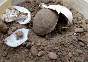 Nachzuchten griechische Landschildkröten Thb herc, dalmatinische Landschildkröte Bild 3