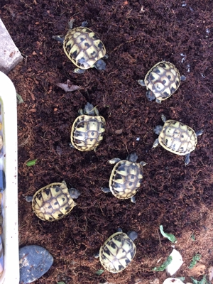 Griechische Landschildkröten