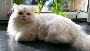 Wunderschöner Perser Deckkater Bild 3