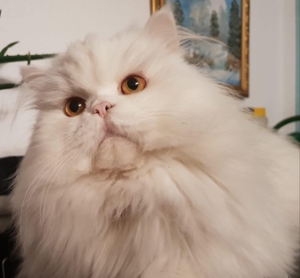 Wunderschöner Perser Deckkater Bild 2