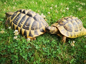 2 Griechische Landschildkröten (Paar) Bild 3