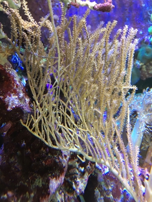Meerwasser -Thüringer Korallen - Nachzucht  Sarcophyton Röhrenkoralle & andere Ableger Bild 2