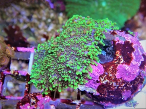 Meerwasser -Thüringer Korallen - Nachzucht  Sarcophyton Röhrenkoralle & andere Ableger Bild 4