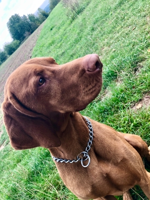 Viszla Deckrüde Bild 7