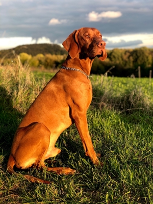 Viszla Deckrüde Bild 2